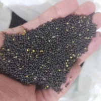 کلزا بذری