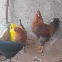 مرغ و خروس|حیوانات مزرعه|اصفهان, ارداجی|دیوار