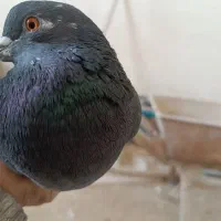 کفتر یا کبوتر|پرنده|قلعه نو, |دیوار