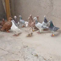 کبوتر هفرمگ رنگی|پرنده|دشتابی, |دیوار