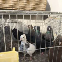 فروش ویژه سرخ .قهوه ای و. زاغ واکسی نژاد خالص|پرنده|شاهینشهر, فردوسی|دیوار