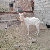 بزنرسانن