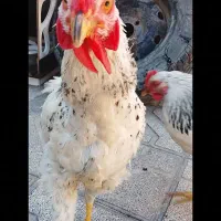 خروس جوان