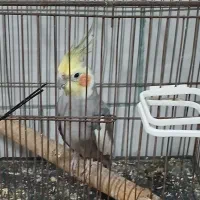 طوطی عروس هلندی  مولد