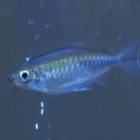 ماهی رمبو رنگین کمان و تترا کنگو|ماهی|مرند, |دیوار