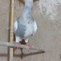 کفتر پرشی