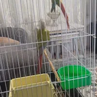 طوطی گرینچک