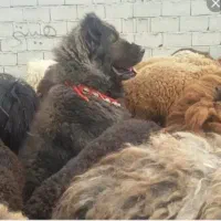 واگذاری سگ گله ای