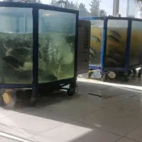 بهترین درجه یک ماهی