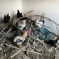 مرغ تخمکزار