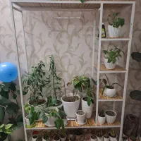 رگال واستند|گل و گیاه طبیعی|شیراز, شهرک فرزانگان|دیوار