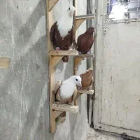 چهار عدد جوجه زرد و سرخ وکلاغ|پرنده|تربت‌حیدریه, باغ ملی|دیوار