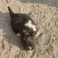 توله سگ های پاکوتاه دو تا ماده|سگ|مراغه, |دیوار