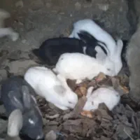 تعدادی خرگوش