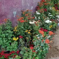 گل داودی چهارفصل سرو شیراز میخک عبایی پاپیتال گلدا