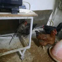 مرغ و جوجه محلی|حیوانات مزرعه|جم, |دیوار