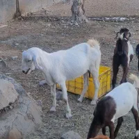 کهره نر و ماده ابستن|حیوانات مزرعه|میناب, |دیوار