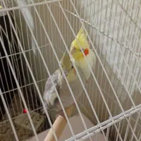 عروس هلندی معاوضه فقط  با ملنگو جوجه