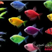 آکواریوم رفیعیان|ماهی|بروجن, |دیوار