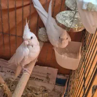 عروس هلندی جفت کار داده آلبینیو