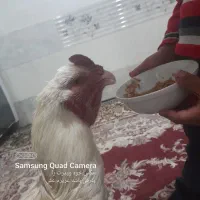 خروس لاری دوسال|حیوانات مزرعه|تفت, |دیوار