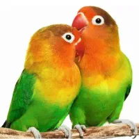 طوطی کوتوله یک جفت|پرنده|زهک, |دیوار