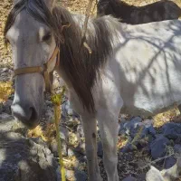 قاطر و مادیون|اسب و تجهیزات اسبسواری|یاسوج, |دیوار