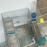 مرغ عشق نژاد دار