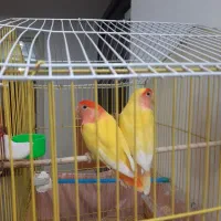 فنج کینگ سهره گلبسر سینه سرخ کبوتر گلدین برزیلی|پرنده|سمنان, |دیوار