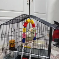 عروس هلندی