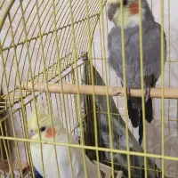 هلندی نروماده