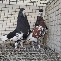 کفتر دوس بداری تضمینی