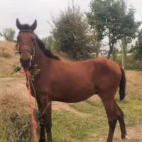 اسب نر