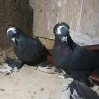 کبوتر قره اغ گوروخ|پرنده|باسمنج, |دیوار