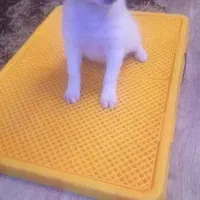 واگذاری میکس اشپیتز واکسن زده شناسنامه