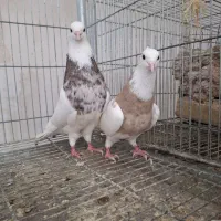 دو جفت کبوتر طوقی عاس