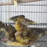 قناری گلاستر