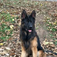 ژرمن بلک و دورنگ نر جهت کشش|سگ|رستم‌آباد, |دیوار