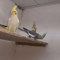 دوعدد طوطی عروس لوطینو