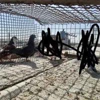 ۵ گرفتنی|پرنده|تربت‌حیدریه, حاجی یار‎|دیوار