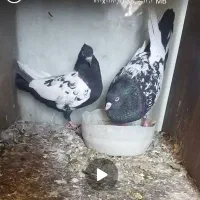 کفتر|پرنده|کرج, شهرک سهرابیه|دیوار