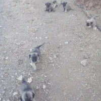 توله هایه سرابی نژاد خالص سراب