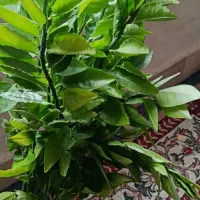 گل طبیعی