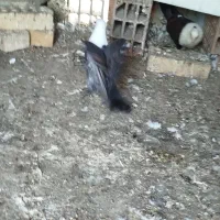 کبوترکربلایی‌طوقی‌ابلغ