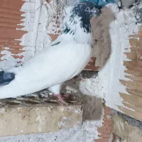 پول لازم|پرنده|دلند, |دیوار