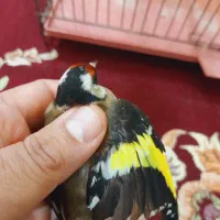 سهرهای نر|پرنده|رشت, اسماعیل آباد|دیوار