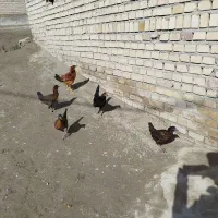 جوجه|حیوانات مزرعه|کرانی, |دیوار