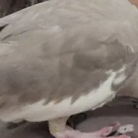 گمشده محدوده یخسازی