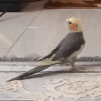 عروس هلندی بالغ