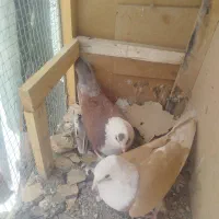 کفتر  کبوتر کله سفید کربلایی نر و ماده